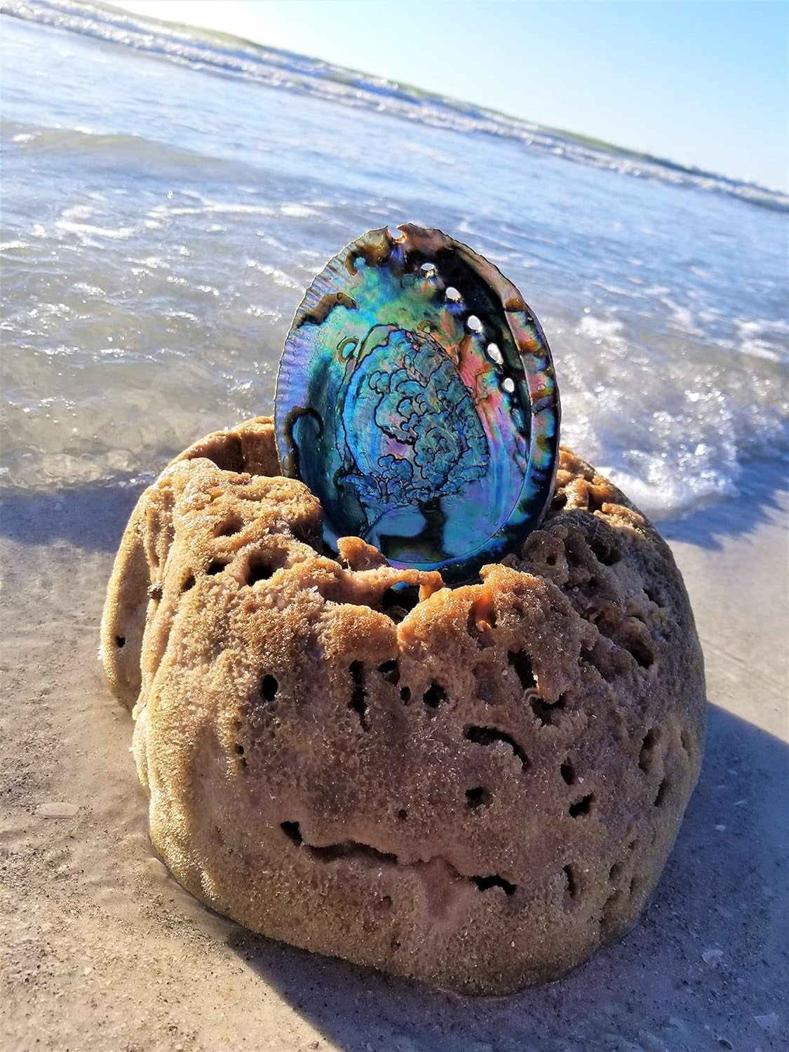 BEAUTIFUL Large Abalone Shell 6"+ XL Smudge Bowl & Wood Stand for Smudging, Sage Burning, Incense, Altar Supplies (6-7 Inches W/Stand)