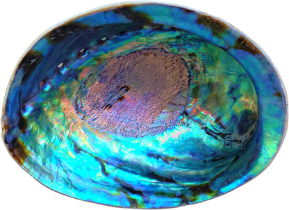 BEAUTIFUL Large Abalone Shell 6"+ XL Smudge Bowl & Wood Stand for Smudging, Sage Burning, Incense, Altar Supplies (6-7 Inches W/Stand)